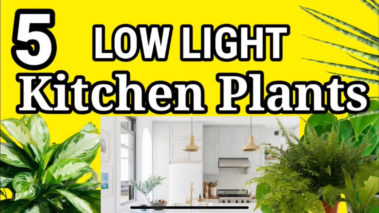 5 LOW LIGHT KITCHEN PLANTS | NO NEED SUN HOUSE PLANTS | pinas_goodtv 