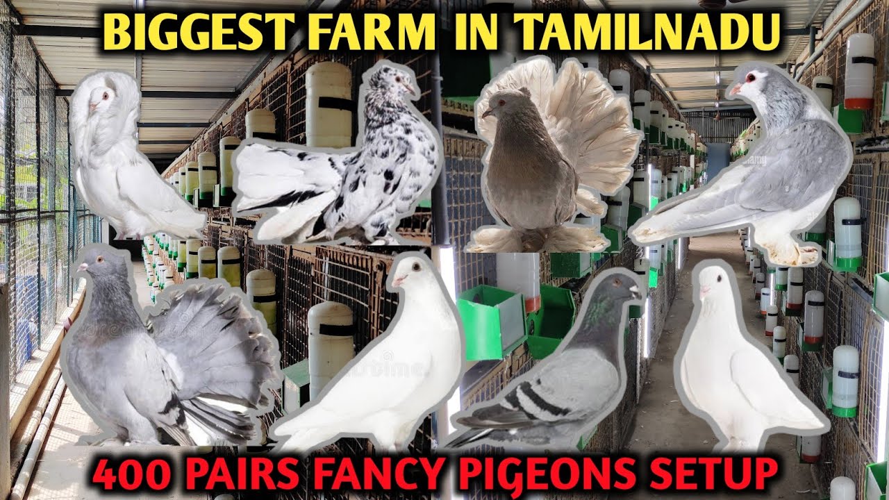 Pigeon farm in tamil | Pigeon cage setup tamil | 400 pairs pigeons