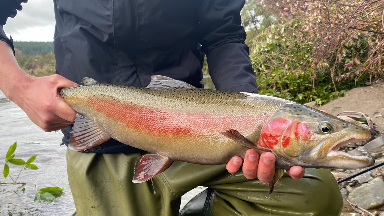 Fly fishing for trout in the Tauranga Taupō