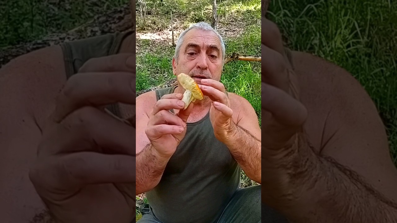 &iquest;Conoces la seta dorada que se puede comer? Te presento a la Russula aurata