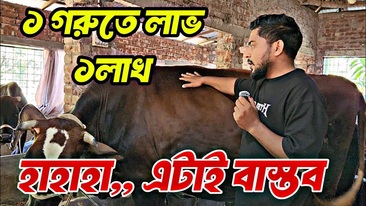 একটা গরুতে ৬ মাসে লাভ করলাম ১ লাখ.!✅💸