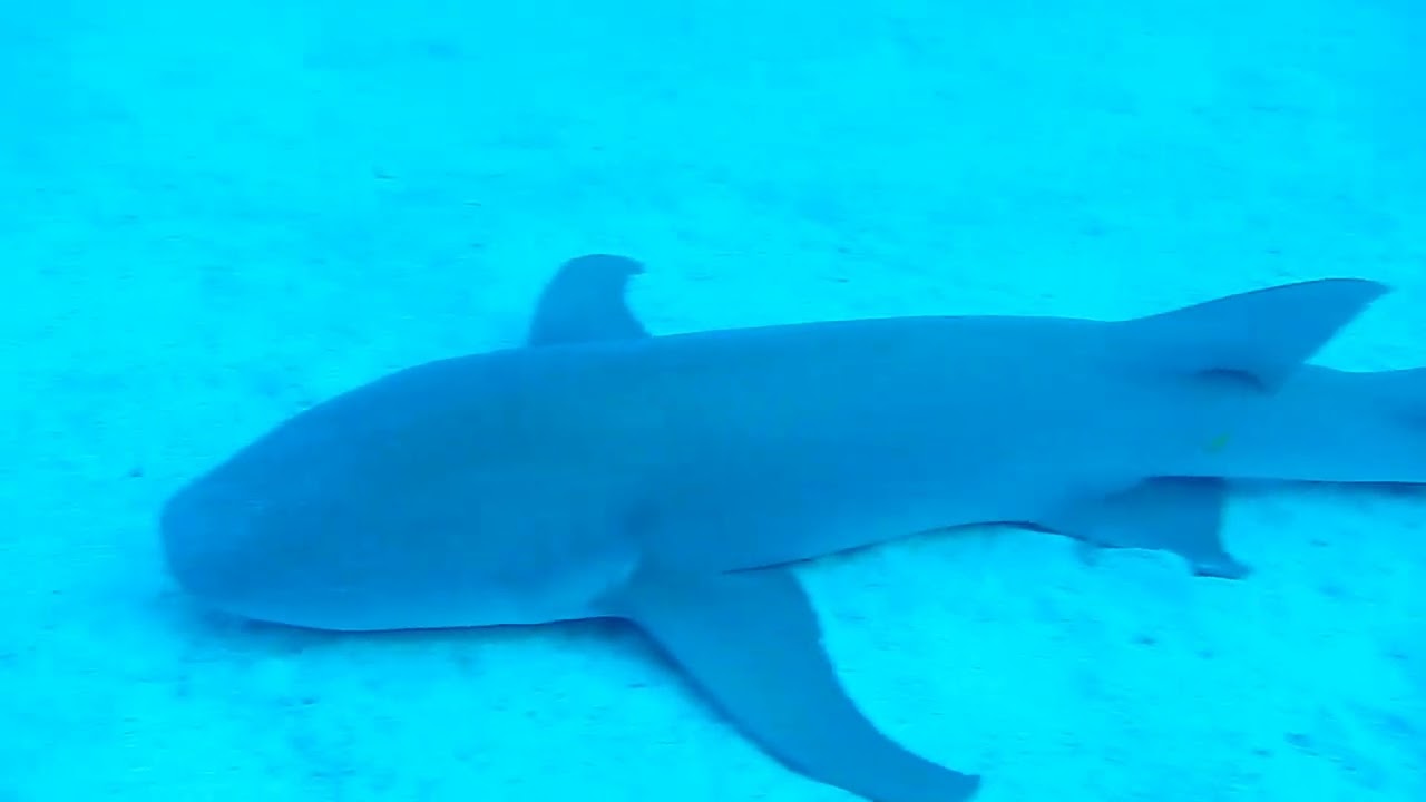 Tiburones nodriza en Maldivas #diving #maledives #shark 