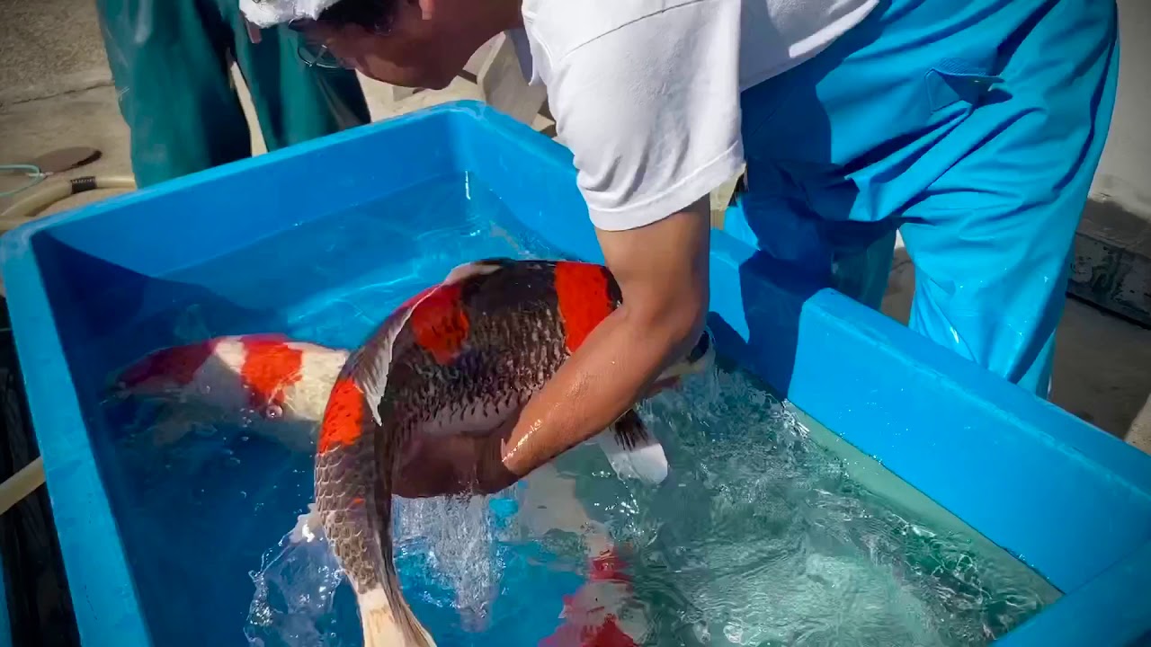 High quality Japanese koi harvest in Japan