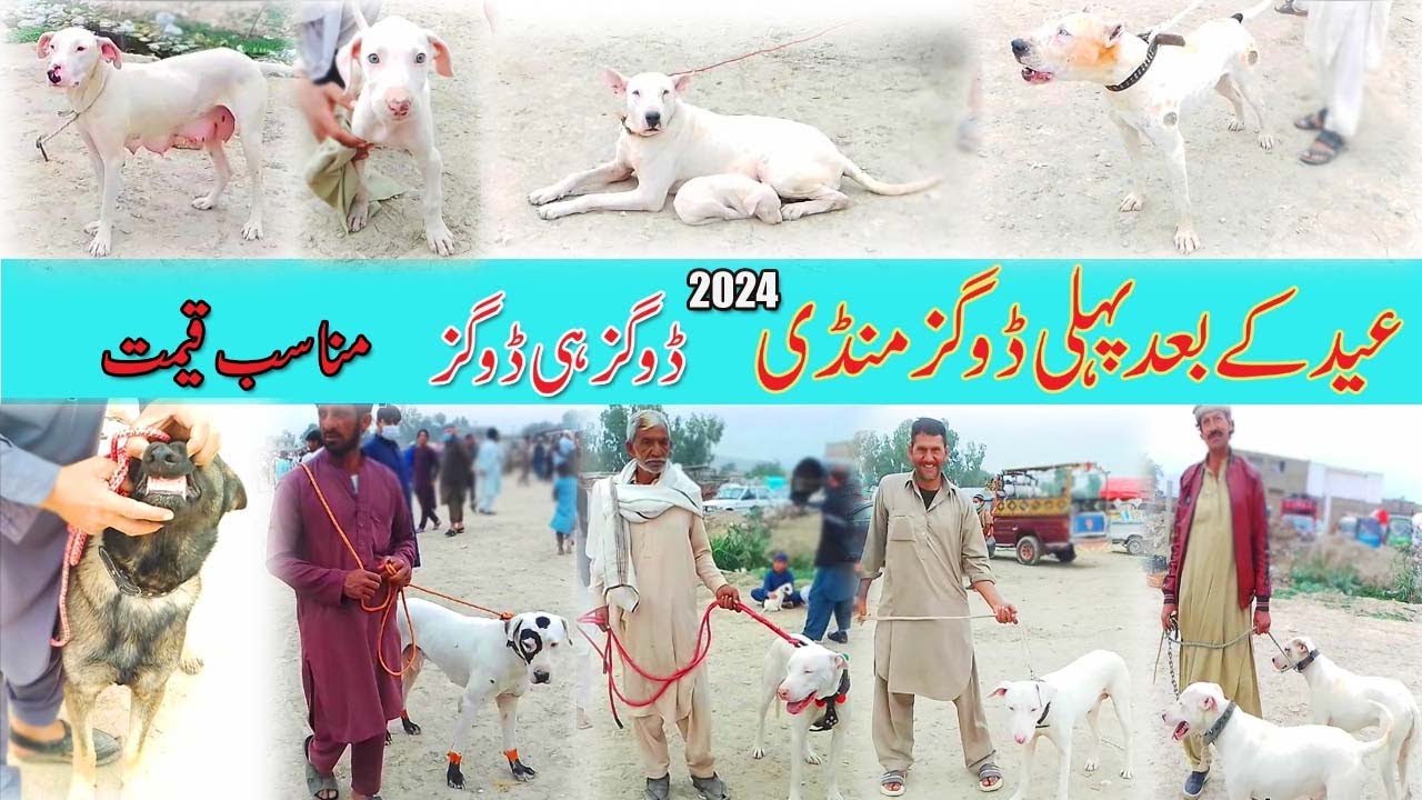 Eid ke bad pahli dogs Mandi 2024 | pakistan big dog market | عید کے بعد پہلی ڈاگ منڈی | Mubashir inf