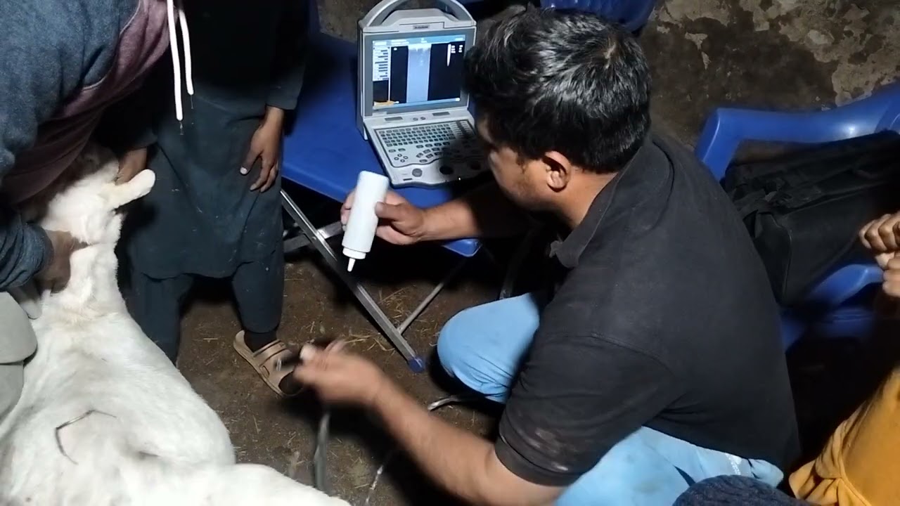 #goat #goatfarming #bakripalankaisekre #bakrifarming #bakrifarming #bakripalan 