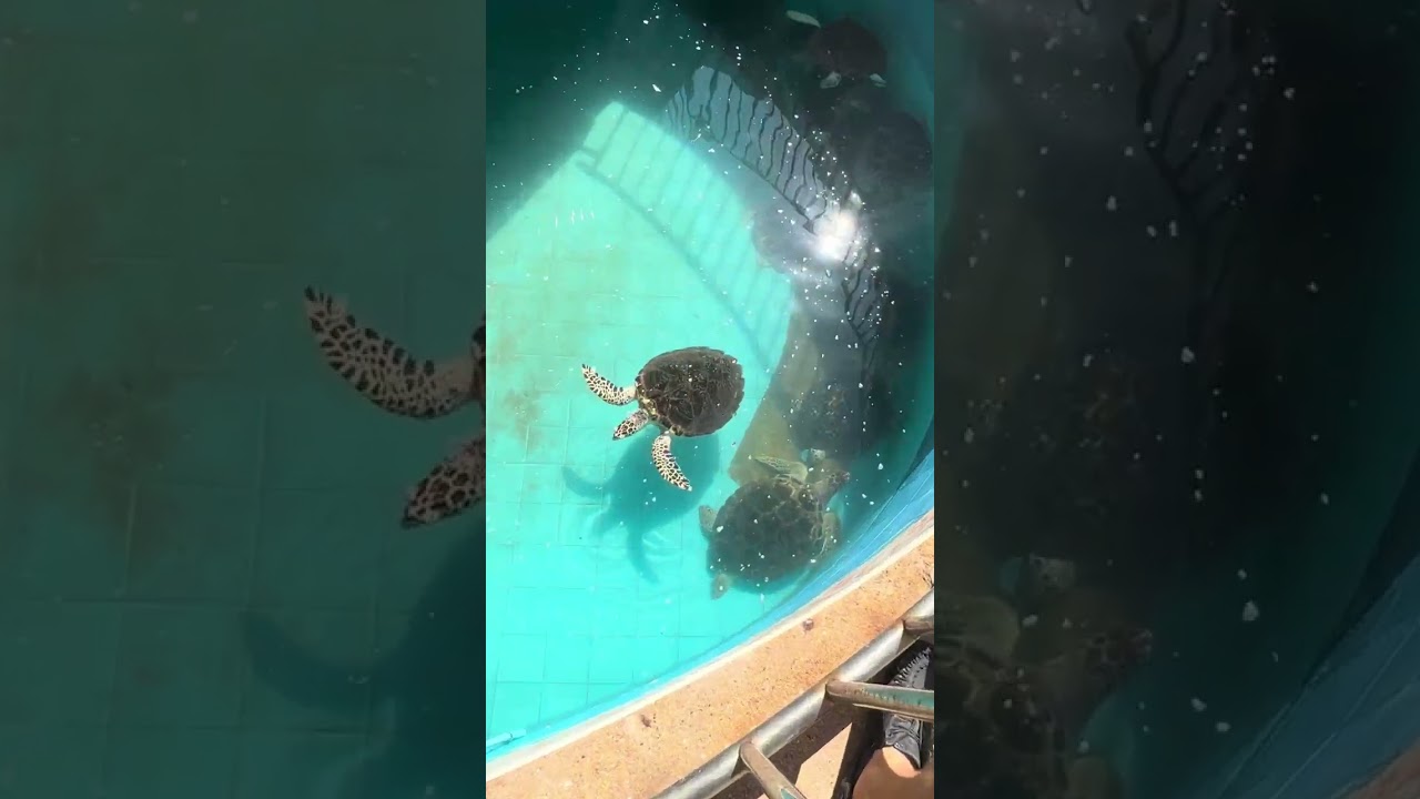 Sea Turtle Conservation Center in Royal Thai Navy base Sattahip #turtle #thailand #travel