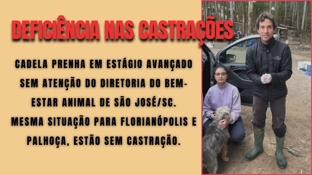cadela grávida sem atendimento de castração do Dibea de São José/SC