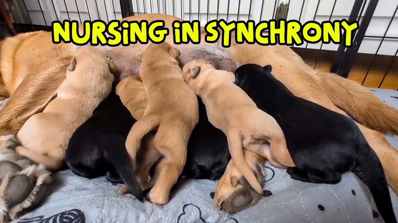 Nursing in Sync: A Peaceful Moment Between Mom and Pups