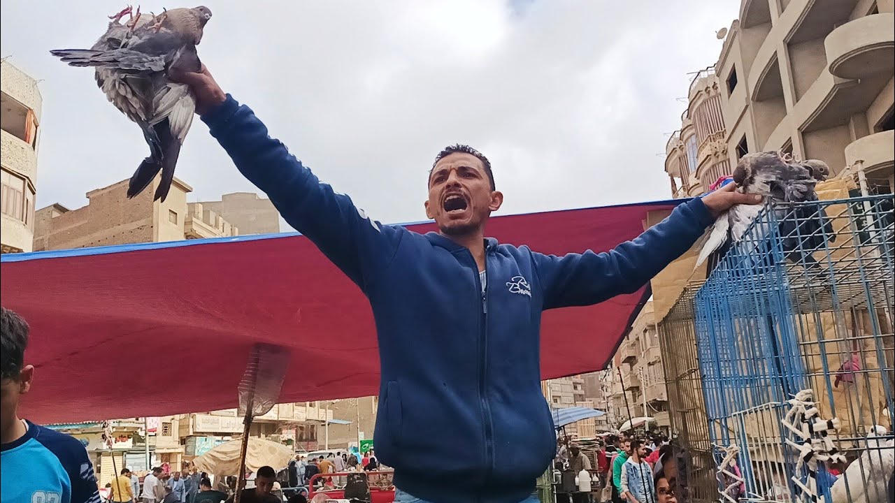 ارخص انواع الحمام 😱في مصر عند اللمعي في المزاد سوق المحله#العناني