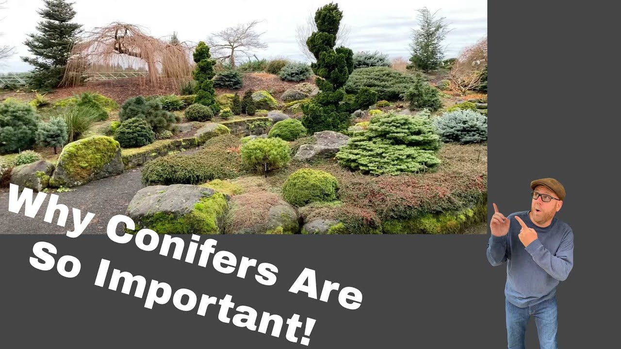 Winter Conifer Garden. Take a walk with us through the Iseli Nursery Gardens.#landscape #conifers
