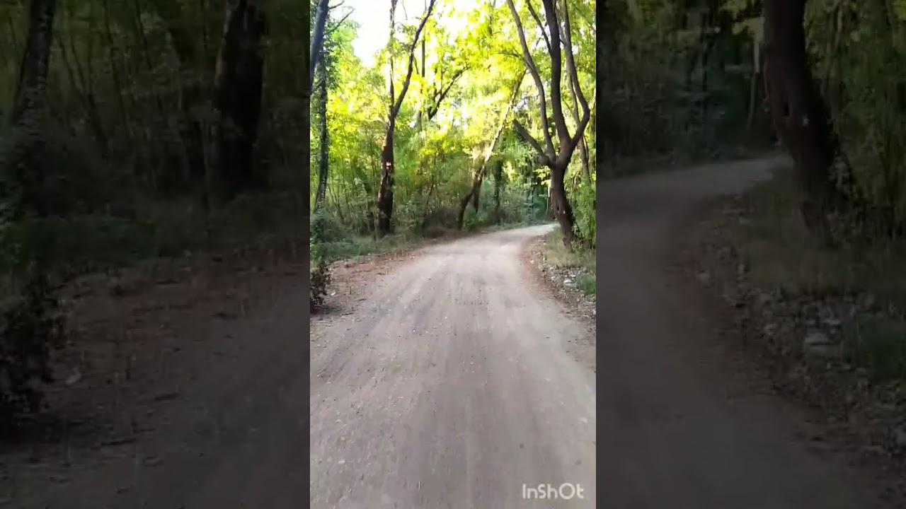 #cyclist #cycling #cyclingphotos #lifestyle #wildlife #travel #roadbike #turkey #forest #sun