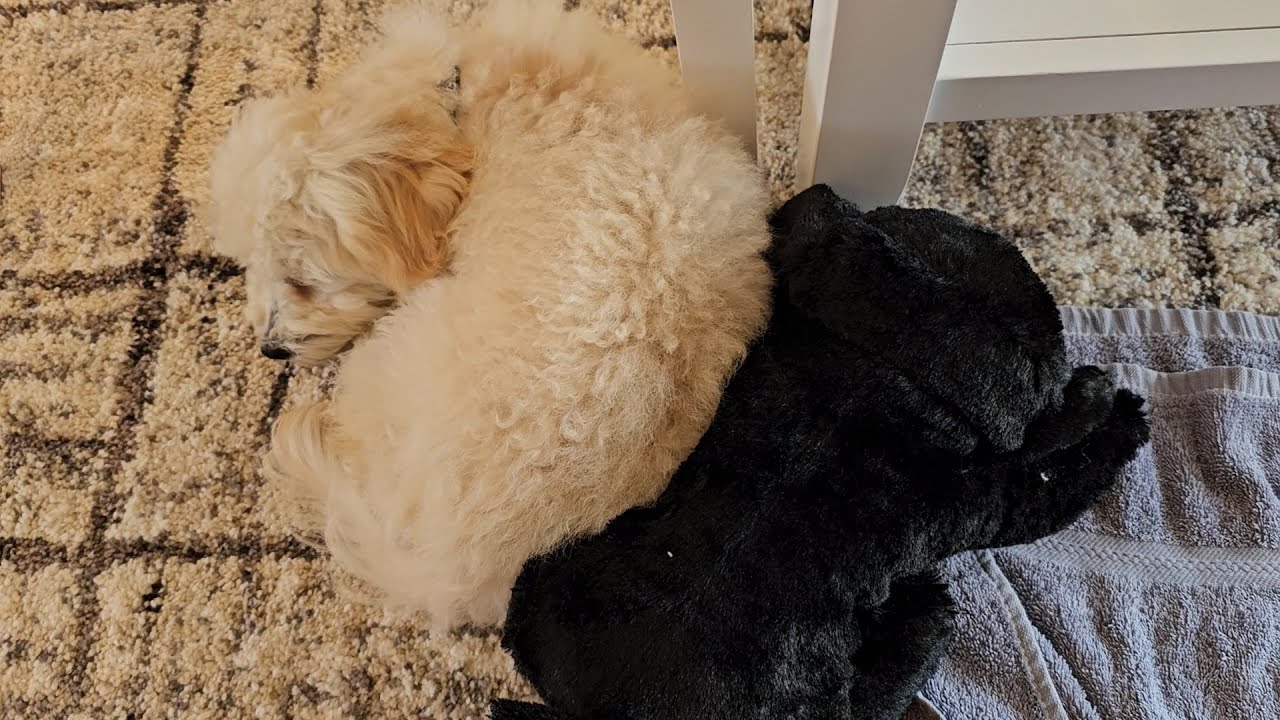 Snuggle Puppy - Heartbeat Heated Pet Companion