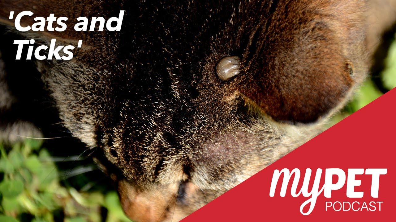 myPET Podcast: Cats and Ticks