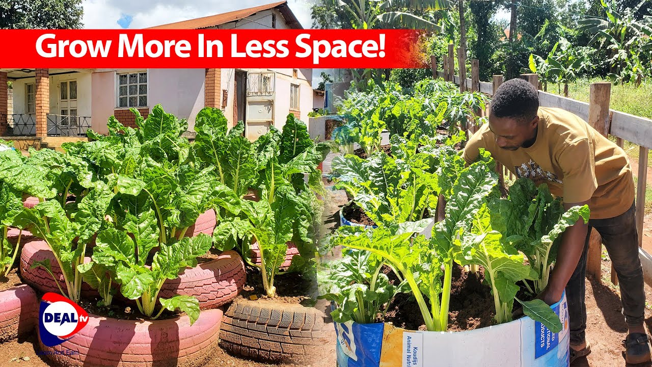 How Tyres, Sacks & Containers Boost Vegetable Farming 🌱🪴 | Grow More in Small Spaces!