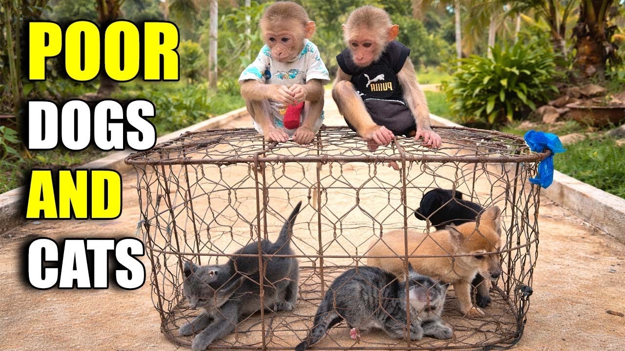 👉 Так грустно, но прекрасно &ndash; Папа Хунг спасает бедных собак и кошек