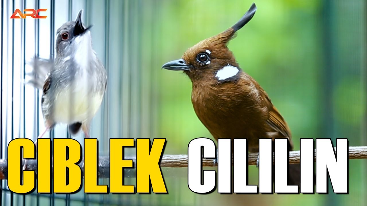 KOMBINASI CILILIN VS CIBLEK
