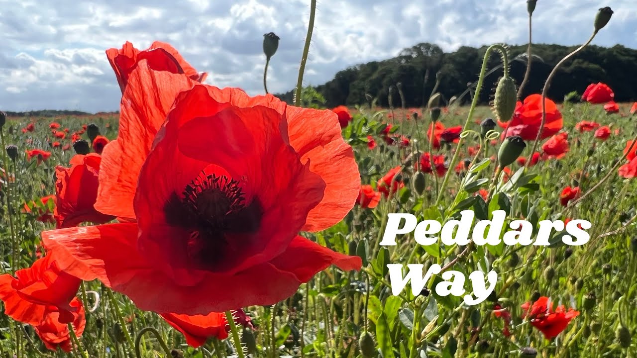 Hiking Peddars Way. Day 1. To Stonebridge