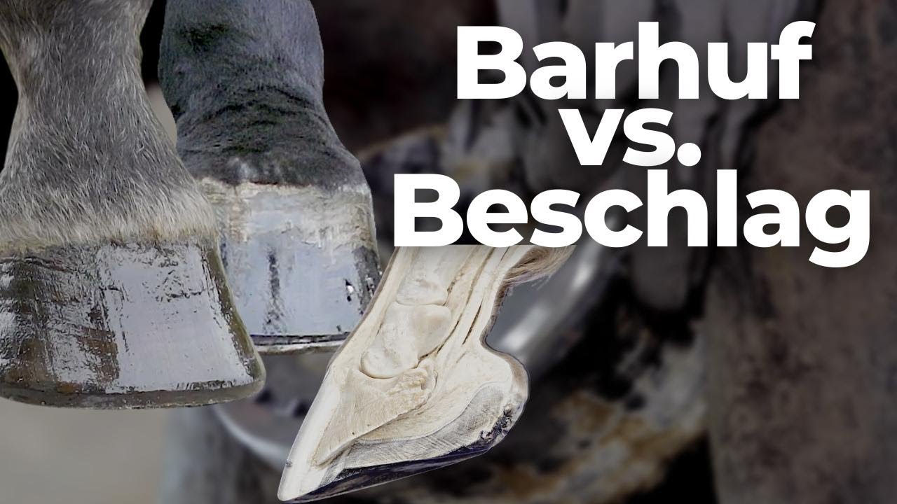 Barhuf oder Beschlag: Was ist besser für's Pferd? Wie funktionieren Hufe? 🐎