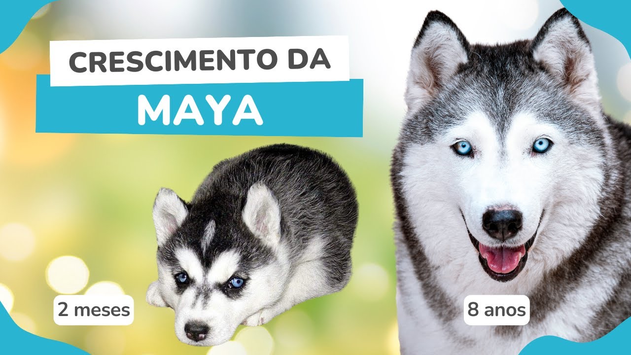 Crescimento da Maya | Husky Siberiano