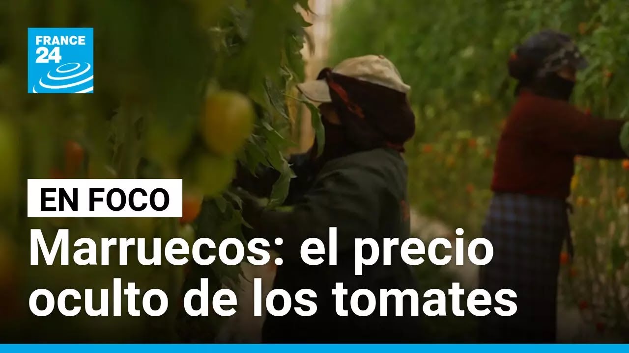 Tomates marroquíes: el lado oscuro de las megagranjas de Agadir • FRANCE 24 Español
