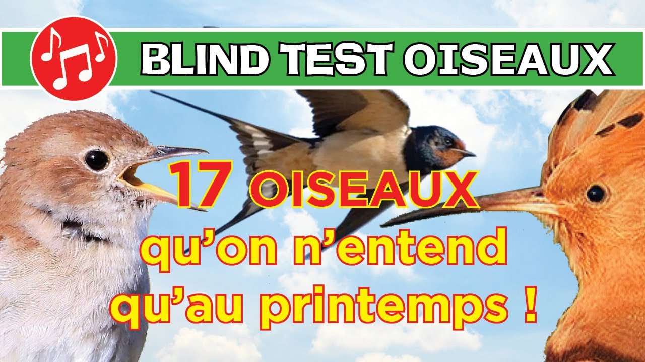 BLIND TEST : Spécial chants d'Oiseaux Migrateurs (17 espèces qui arrivent au printemps)