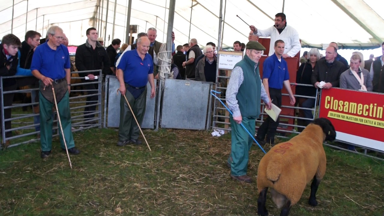 Selling Sheep at Kelso Tup Sales 2017