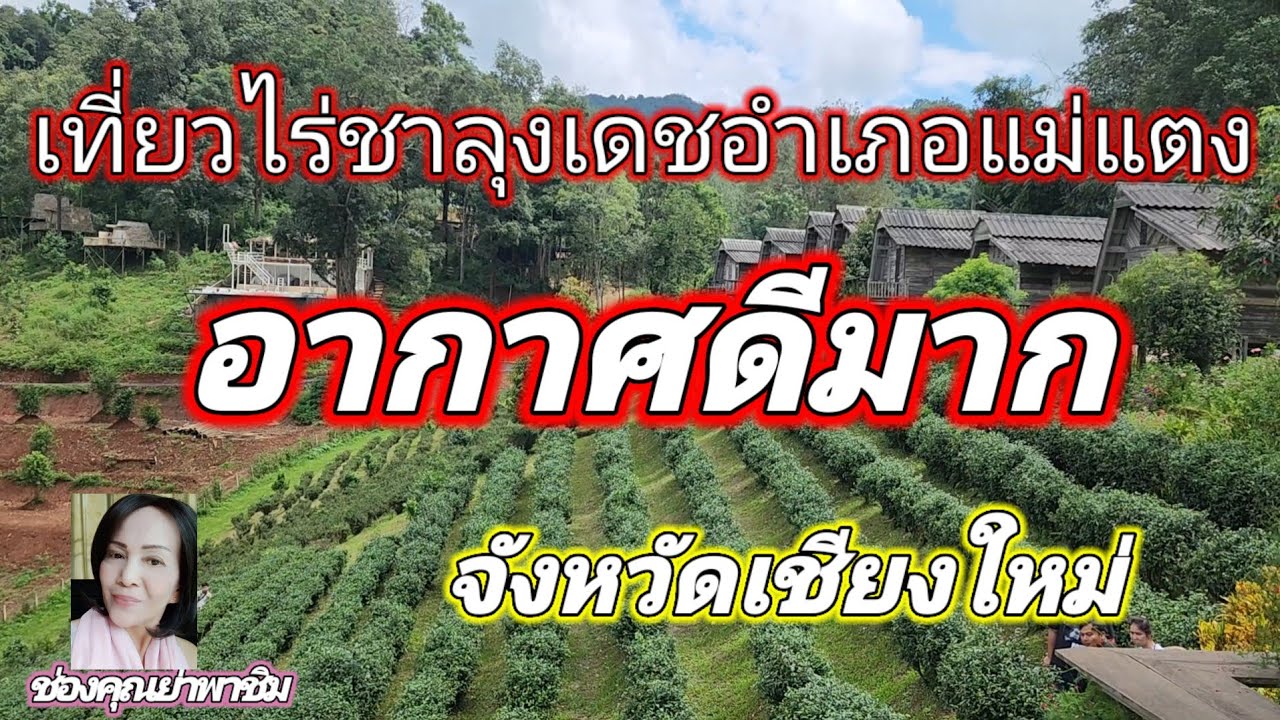 #เที่ยวไร่ชาลุงเดช#อำเภอแม่แตง#จังหวัดเชียงใหม่ #โดยคุณย่าพาชิม