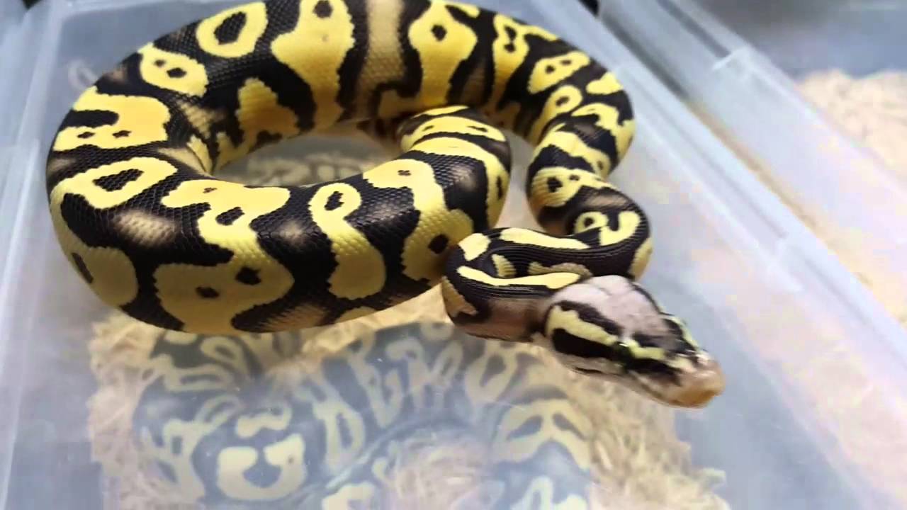 Morph SpotLight - Sahara Ball Python