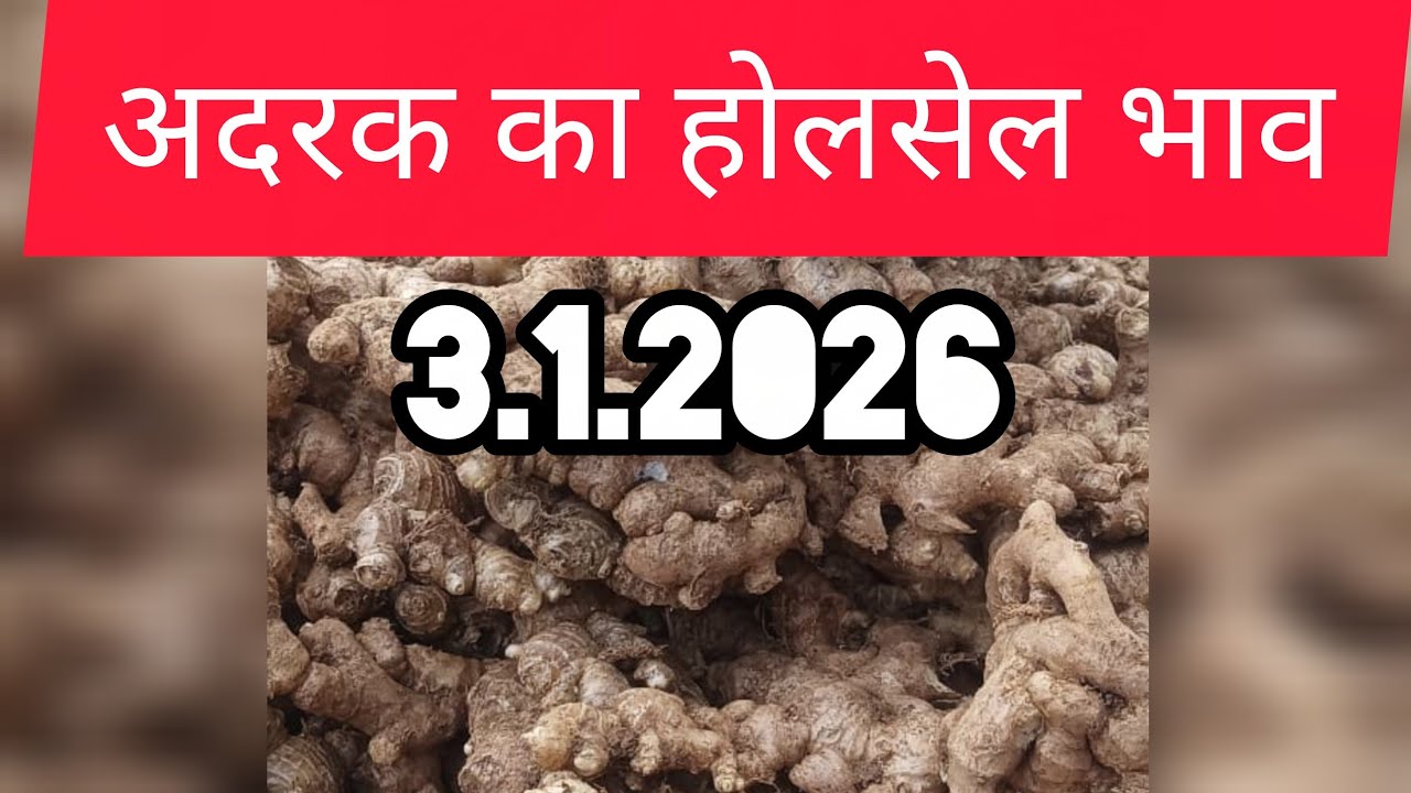 3 January 2026 अदरक का होलसेल भाव, Ginger price today,adrak bajar bhav