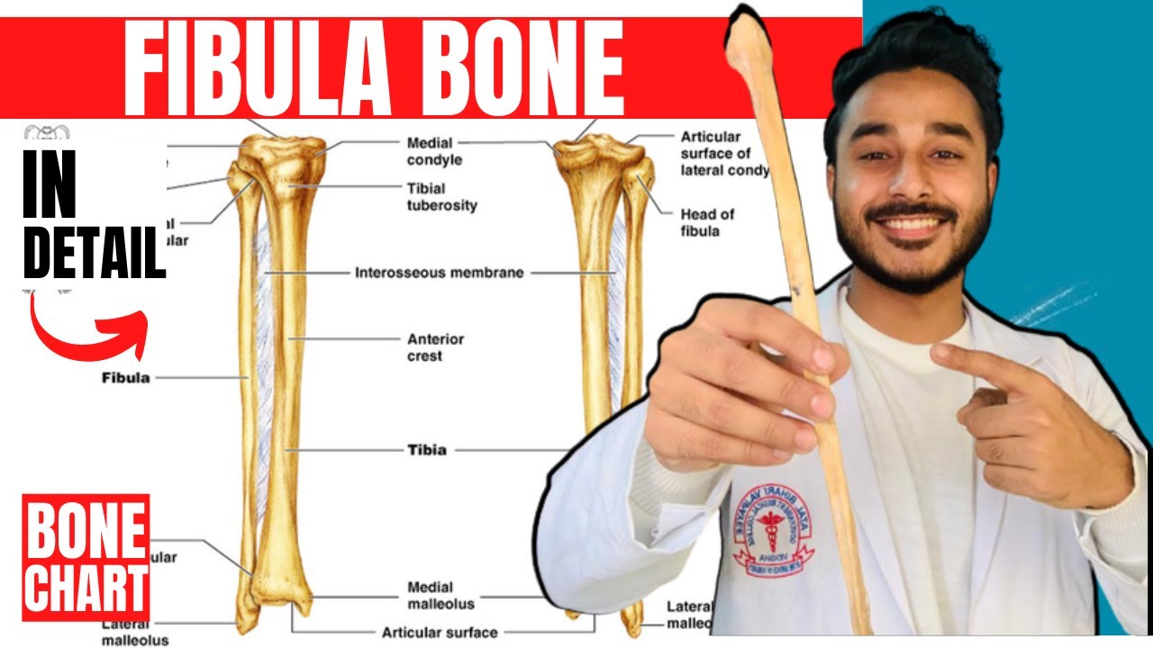 fibula bone anatomy 3d | anatomy of fibula bone attachments anatomy | bones of lower limb anatomy