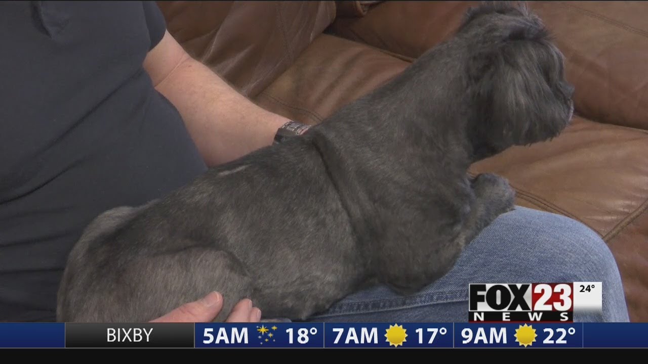 VIDEO: Family turns to CBD oil to help dog&rsquo;s leg pain