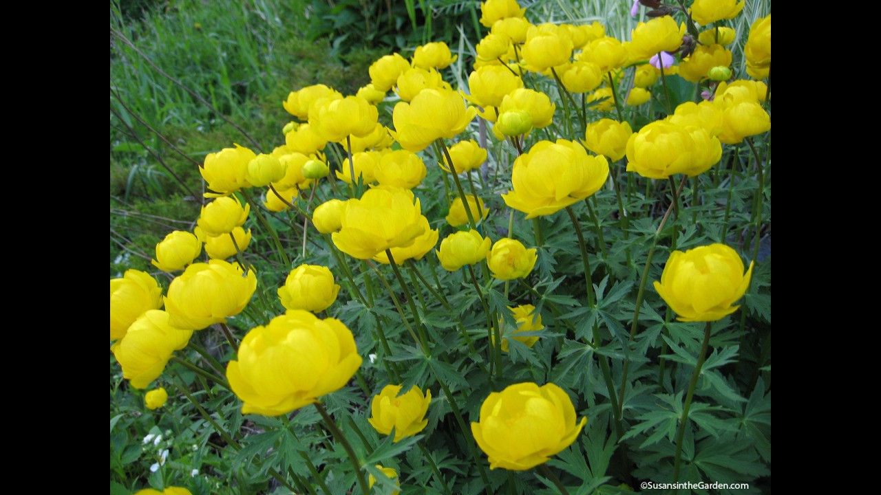 Wonderful Perennial Flowers for Your Garden (Winter Pick-Me-Up)