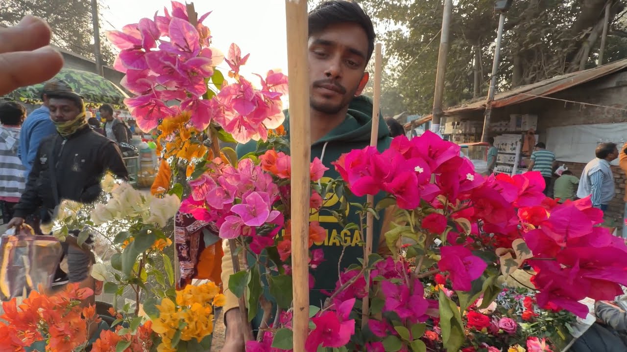 Multi Grafting Bougainvillea + Rare Rose Plants 🌹 Snake Plant Varieties | Galiff Street Nursery Tour