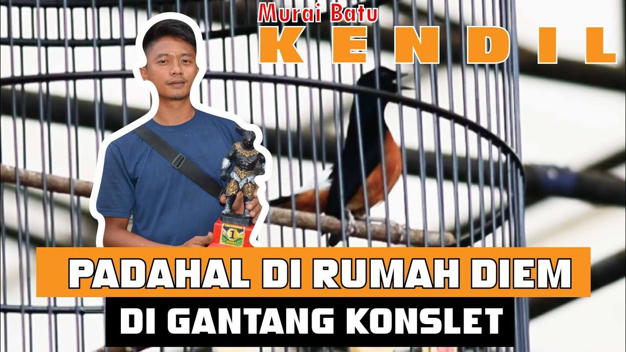 murai MAIN KONSLET padahal dirumah diem MURAI BATU KENDIL By HoBi ID