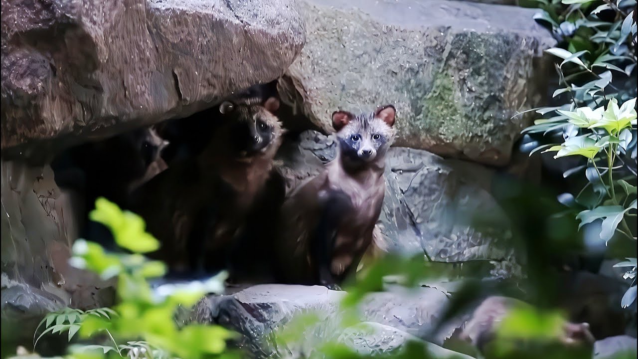 上海：貉群安家居民小区 野生动物近在咫尺