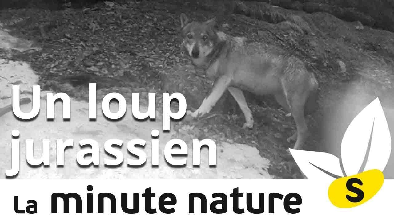 UN LOUP JURASSIEN (No 108)