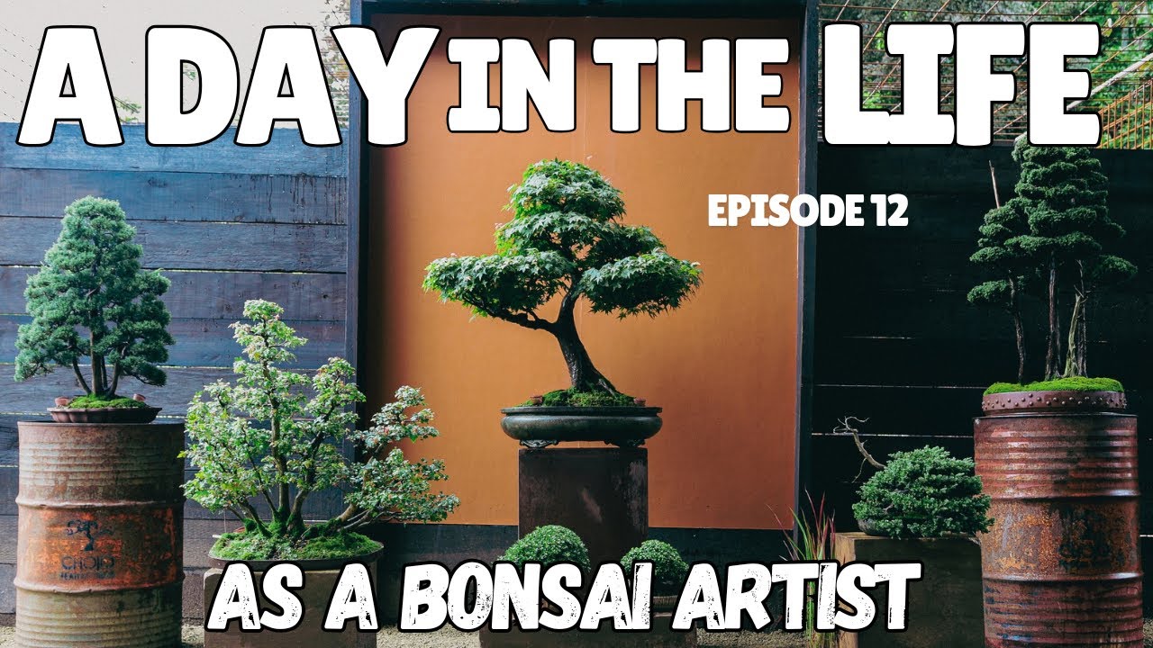 A Day In The Life As An Australian Bonsai Artist (POV) - Ep. 12