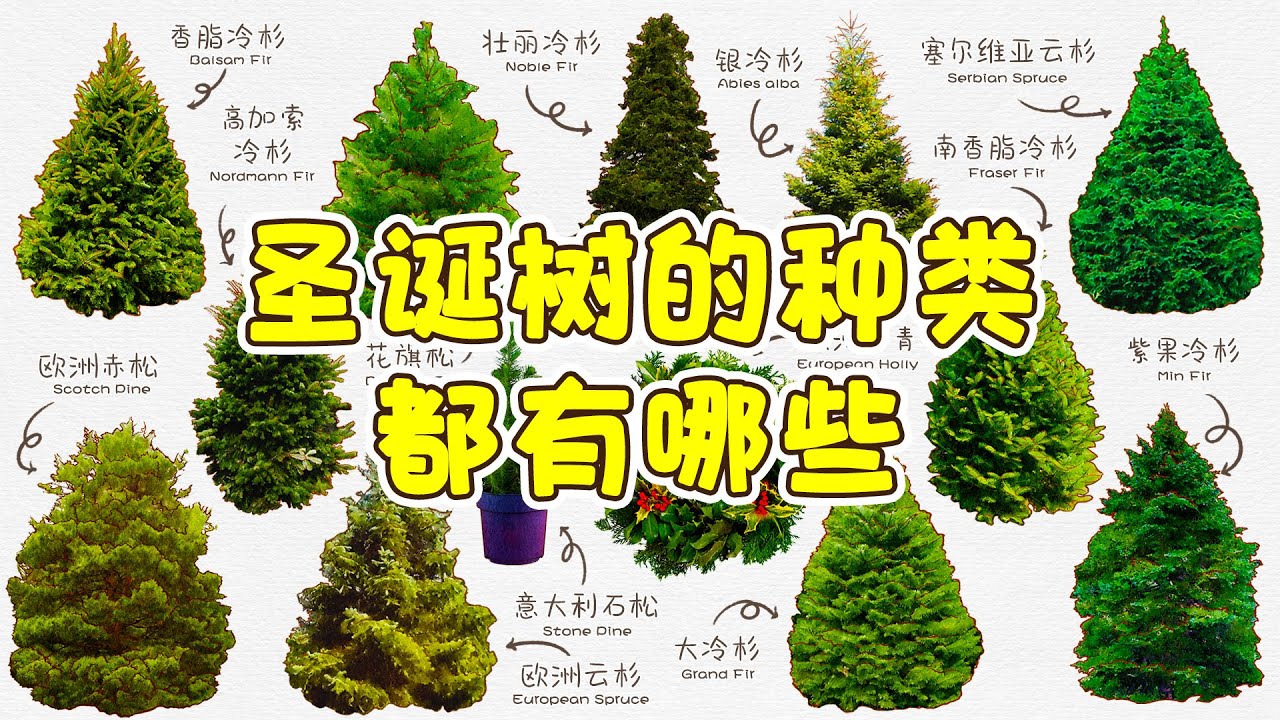 万万没想到原来圣诞树竟有这么多种类！ 你知道最常用的圣诞树是什么树么？盘点不同种类的圣诞树！