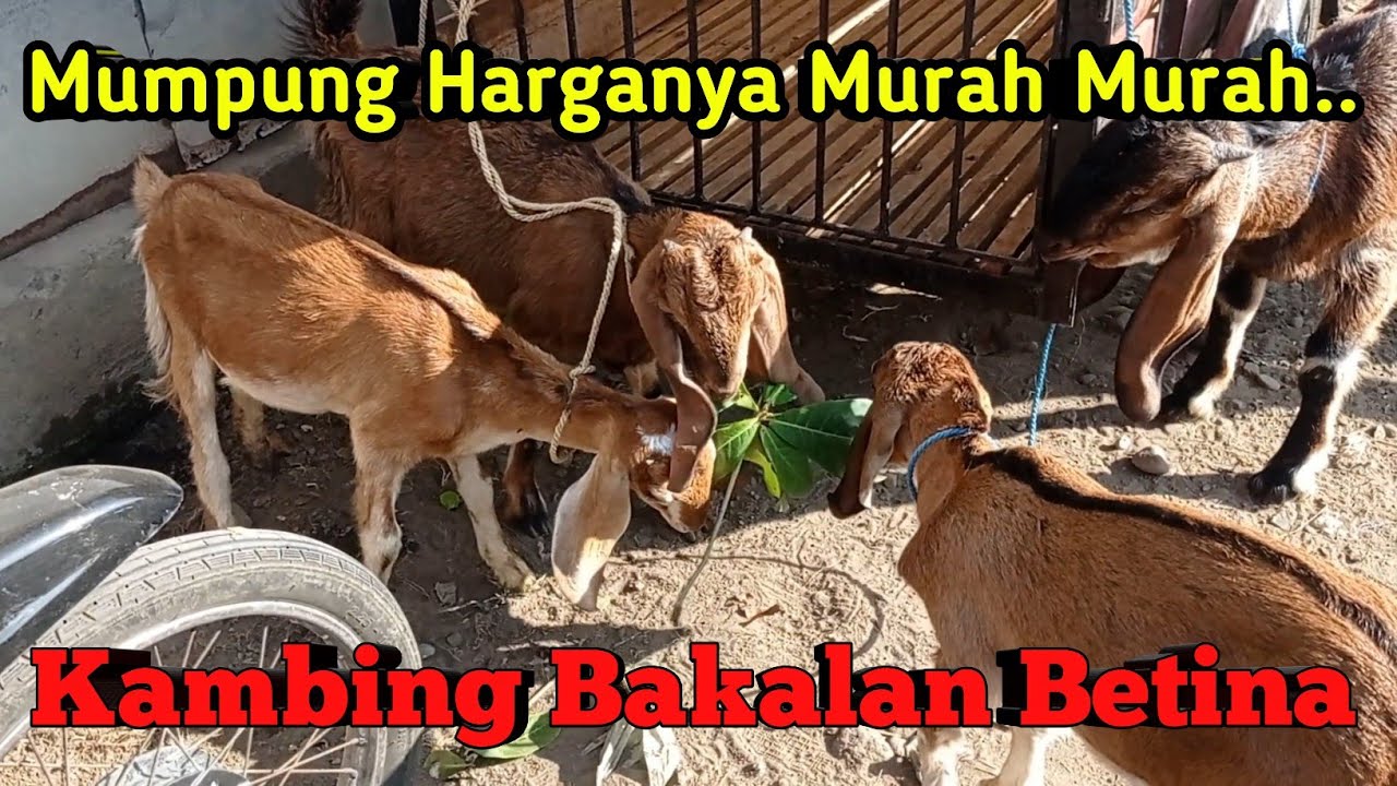 BUAT STOK KAMBING BAKALAN BETINA CUMAN SEDIKIT MUNCULNYA