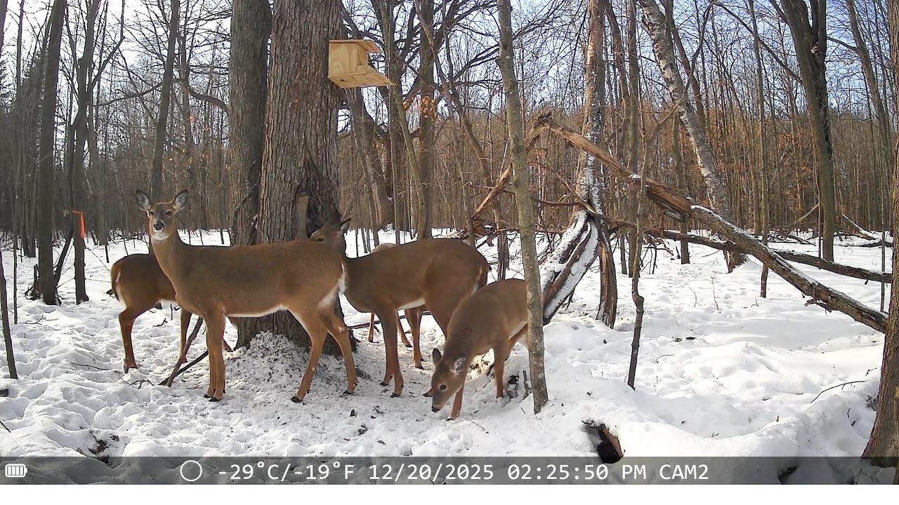 1/12/ 2026 Hmong Hobby Farm Trail Camera Video# 5