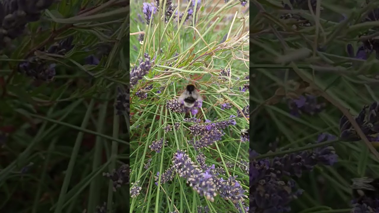 the bees are going extinct!