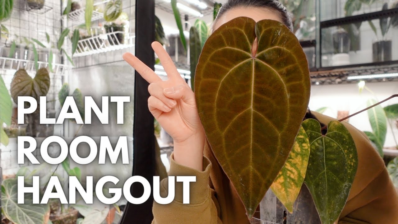 Plant room hangout ✌🏻 new plants, new leaves, checking on props
