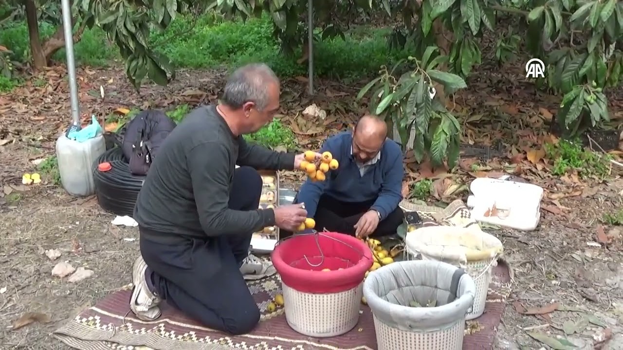 Erdemli’de yenidünya sezonu açıldı: İlk ürünler yola çıktı