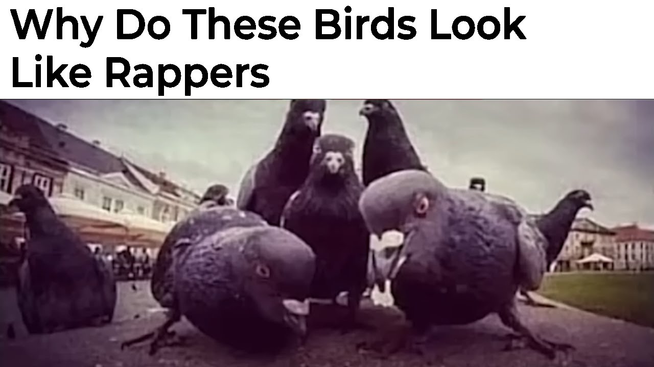 Hilarious Bird Memes