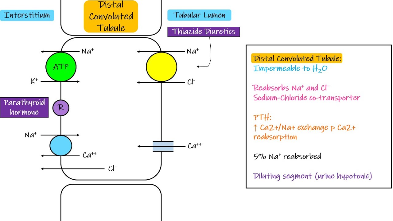 Transport in Distal Convoluted Tubule. Chapter 28 part 5. Guyton and Hall Physiology.