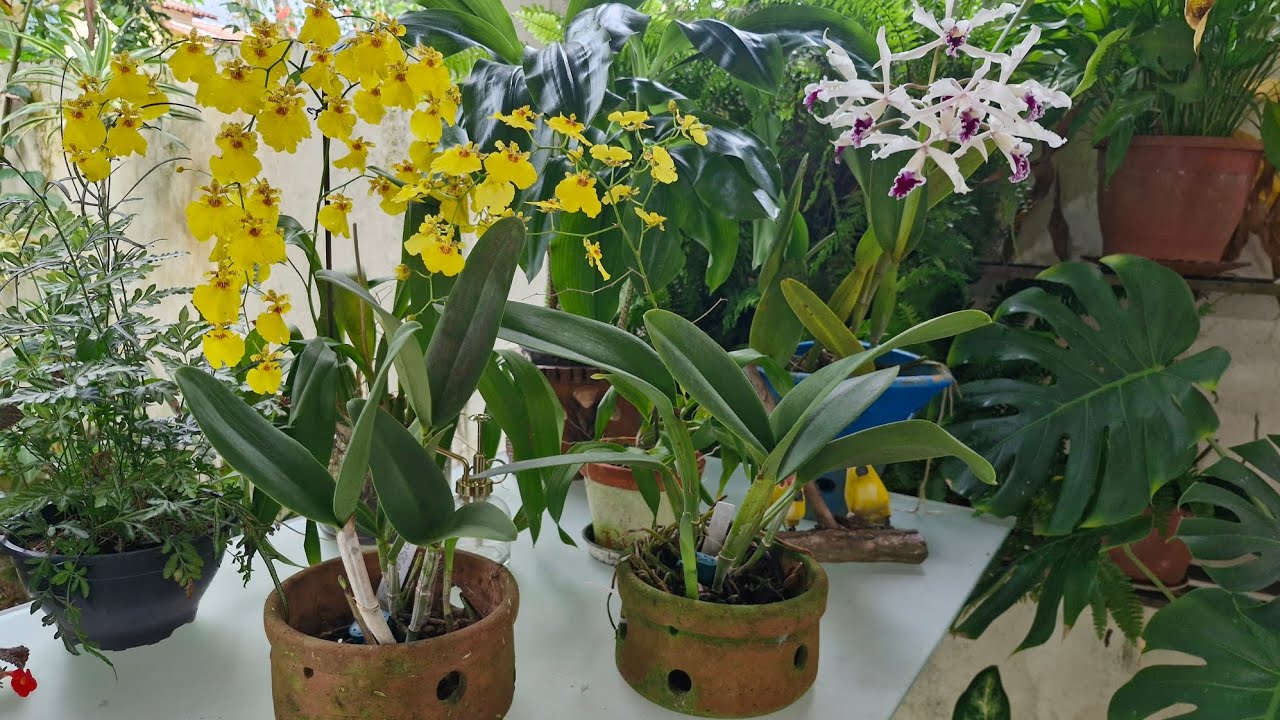 RESULTADO RECORDE DO PLANTIO DAS CATTLEYAS 