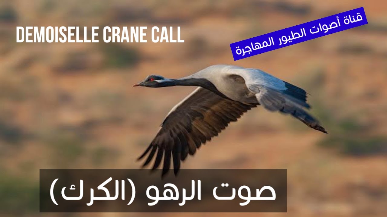 صوت الرهو (الكرك) | حصري | Demoiselle Crane Call