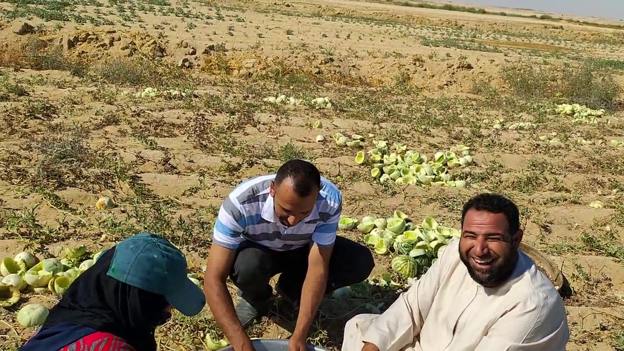 زراعات صيفيه علي أرض الشركه وبحن للماضي بشركه الفلاح بالفرافره الودي الجديد ٠١٢٠٥٠٥٣٥٠٧