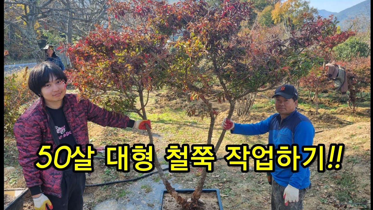 50살 드신 대형 철쭉 작업하기! ㅣ특수목ㅣ조경ㅣ귀농ㅣ귀촌ㅣ임업후계자ㅣ산림ㅣ나무ㅣ꽃ㅣ희귀ㅣ연리지ㅣ컨설팅ㅣ농부ㅣ농사ㅣ삽목ㅣ꺽꽂이ㅣ정원ㅣ소나무ㅣ백일홍ㅣ향나무ㅣ편백ㅣ개나리ㅣ명자ㅣ수사해당