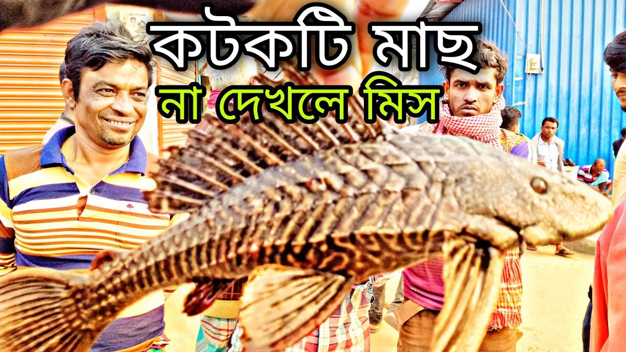 #Fish #মাছ #কটকটি_মাছ কটকটি মাছ না দেখলে মিস....😯😯😯🙄🙄🙄